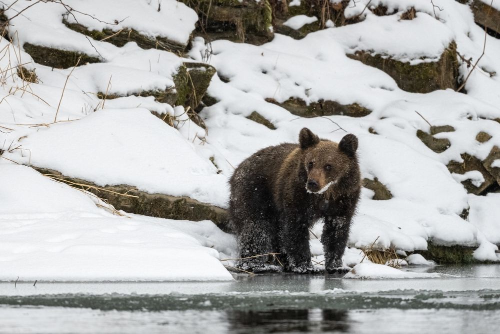 Niedźwiedż biszczadzki, Autor:bieszcady wildelife. shuterstock.com