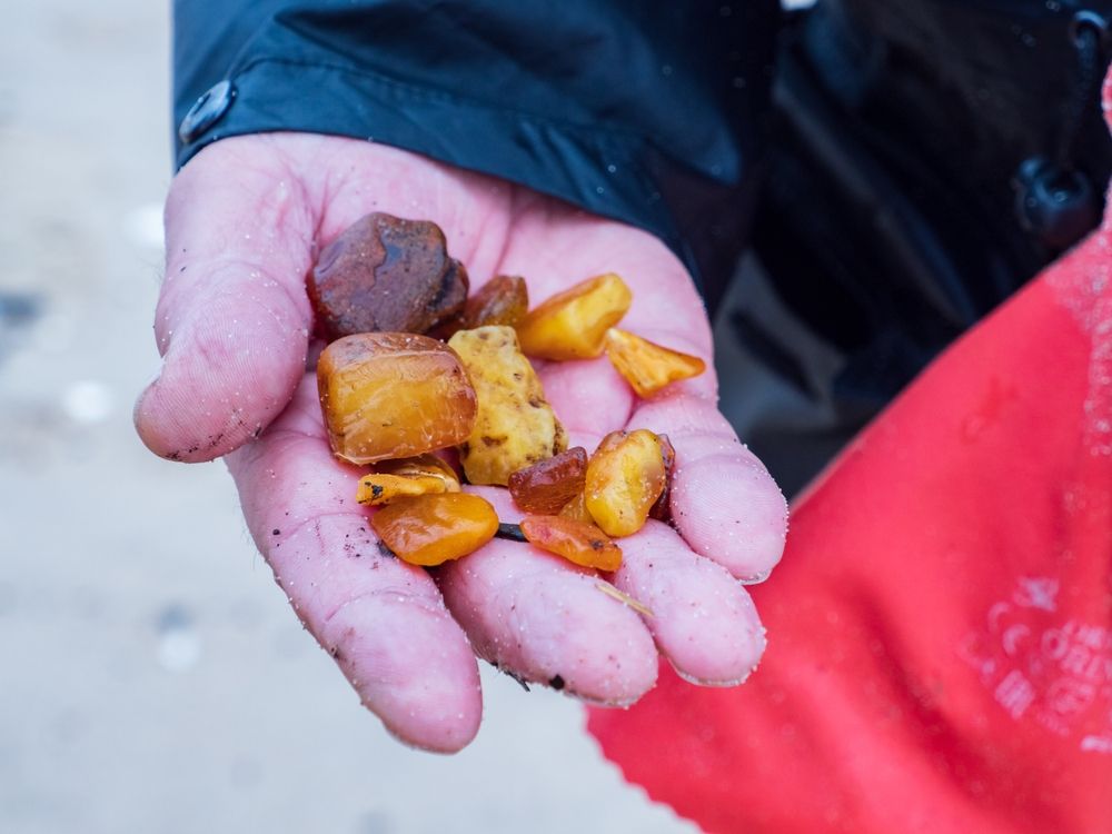 Wysyp bursztyny nad Bałtykiem 2026. Autor: Nowaczyk/shutterstock.com