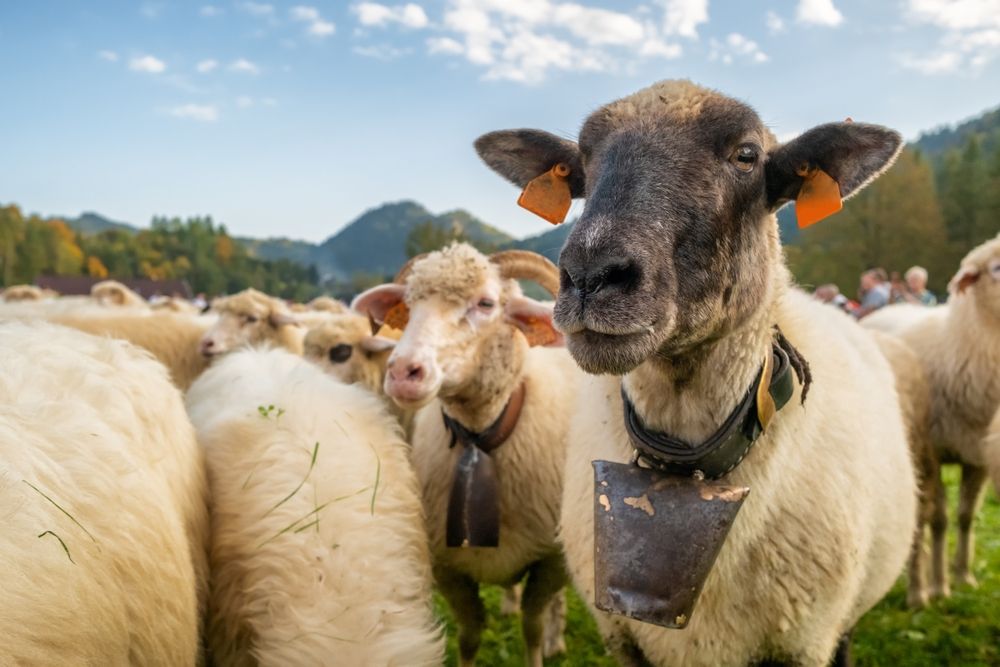 Wiosenne redyki na Podhalu 2026 - terminy plan imprez