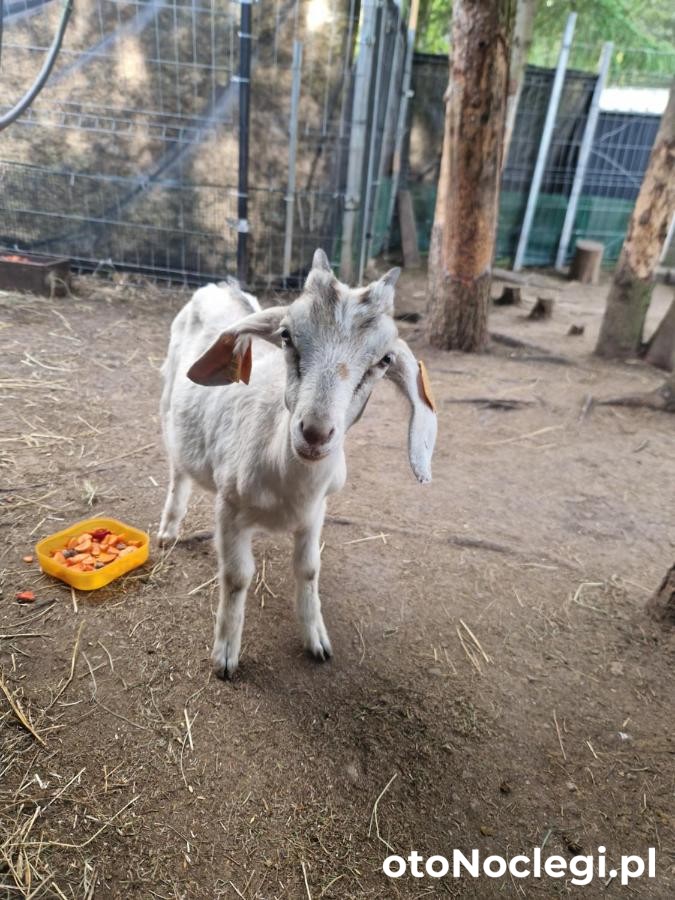 Domek Adam Kościerzyna (36)