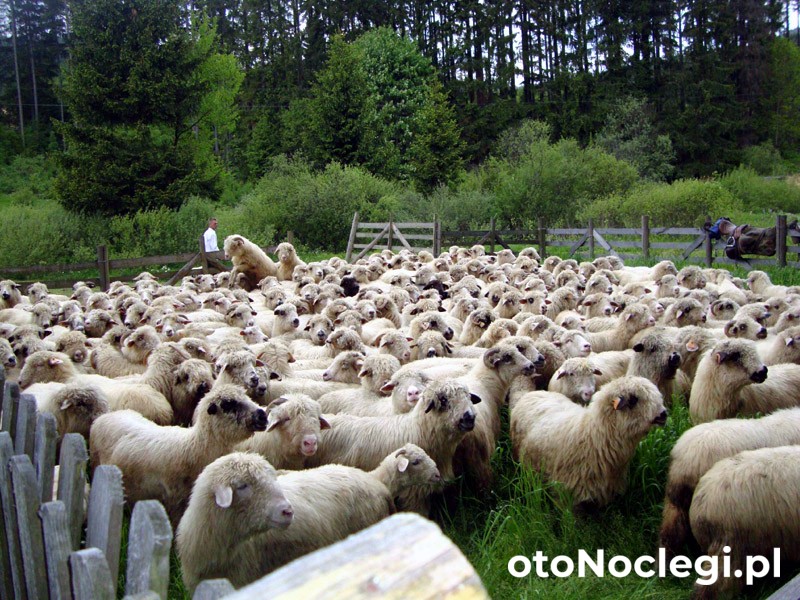 Pokoje Gościnne U Ewy Agroturystyka Ujsoły (8)