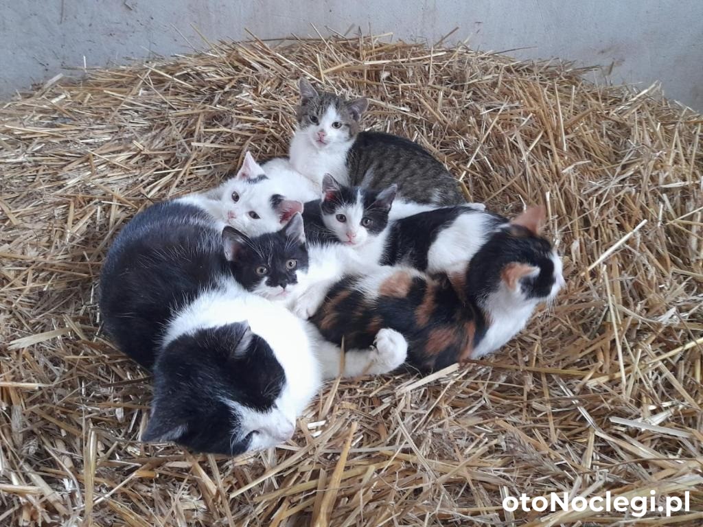Agroturystyka Stylowy Pokój w Stajni Krajno Zagórze (15)