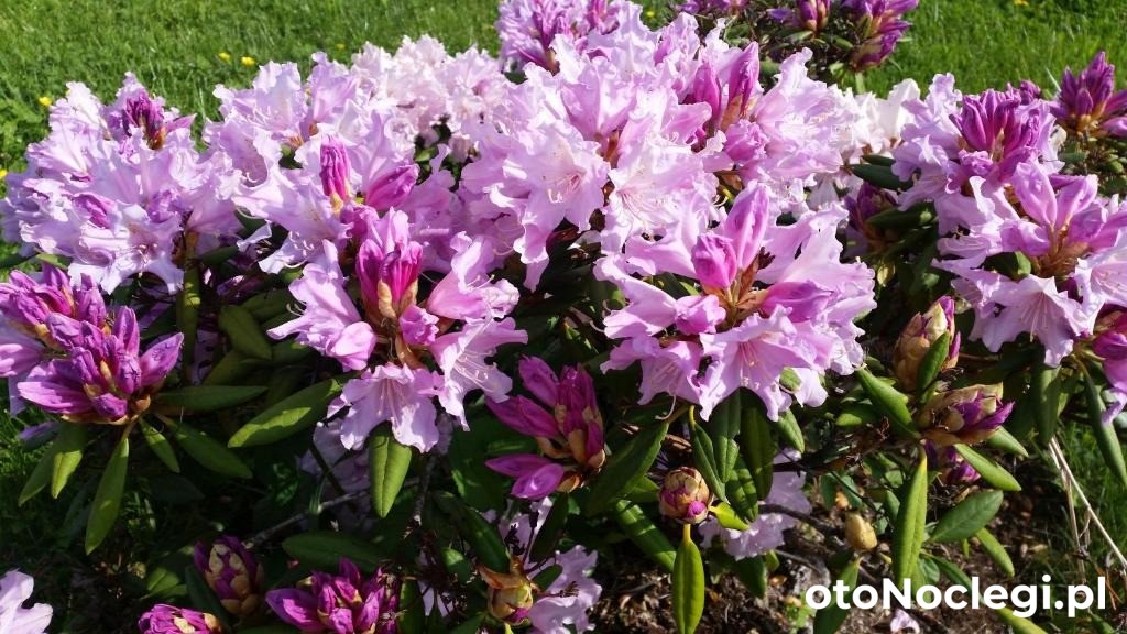 Agroturystyka Stylowy Pokój w Stajni Krajno Zagórze (31)