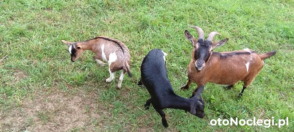 Osada Agro Solina Łobozew Dolny (4)