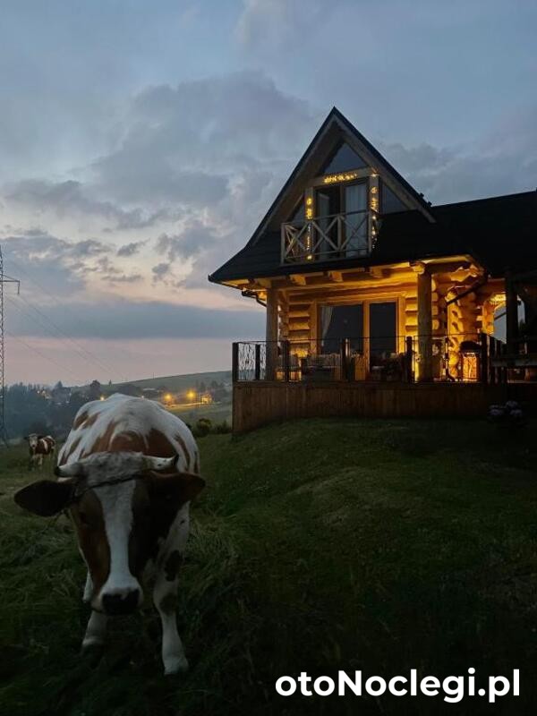 Little House - Ząb (1)