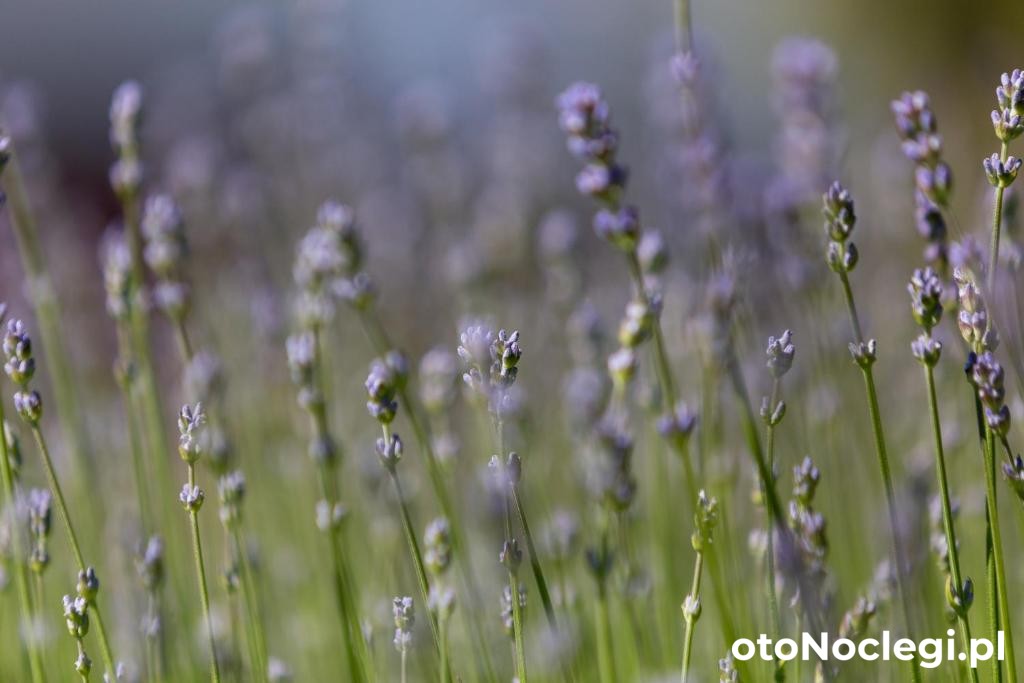 Dworek Zielińskich Rewal (20) Dworek Zielińskich Rewal (20)