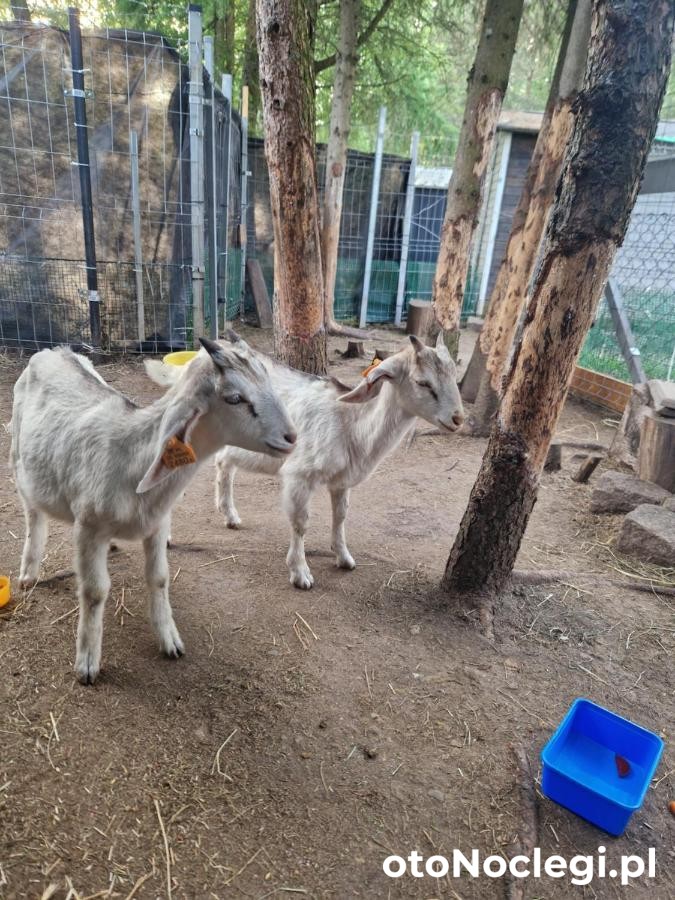 Domek Adam Kościerzyna (39)