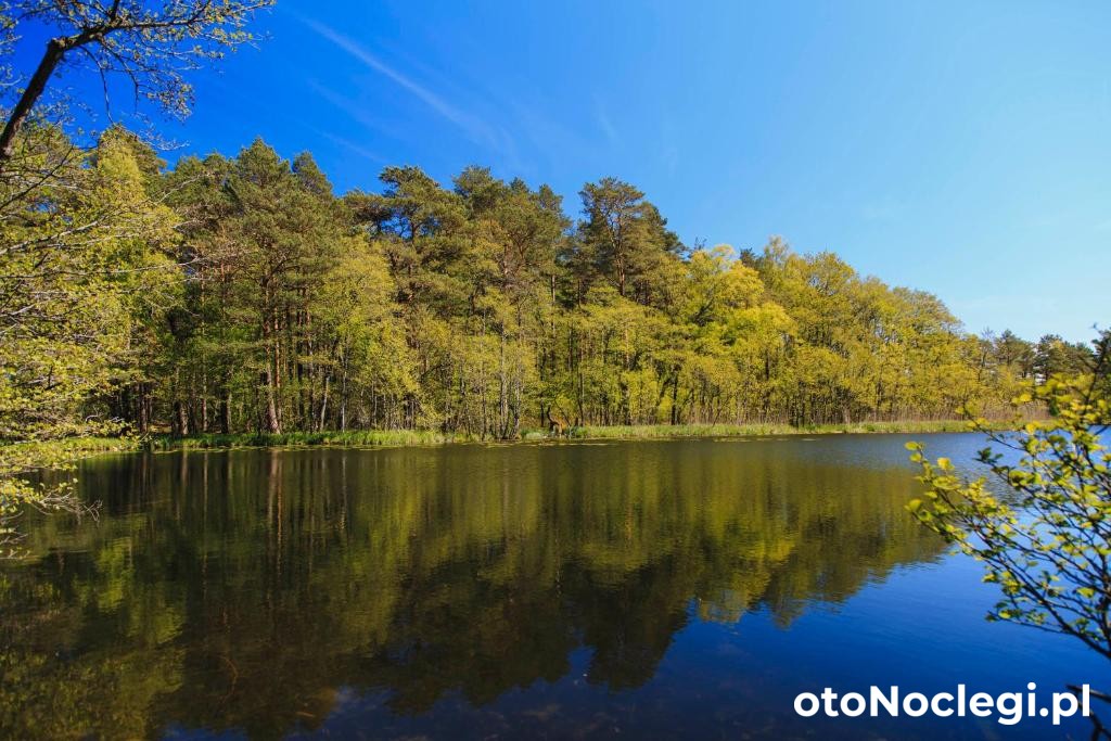 Domki Letniskowe Zygmunt Kopalino (1) Domki Letniskowe Zygmunt Kopalino (1)