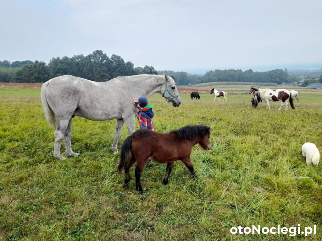 Agroturystyka Stylowy Pokój w Stajni Krajno Zagórze (11)