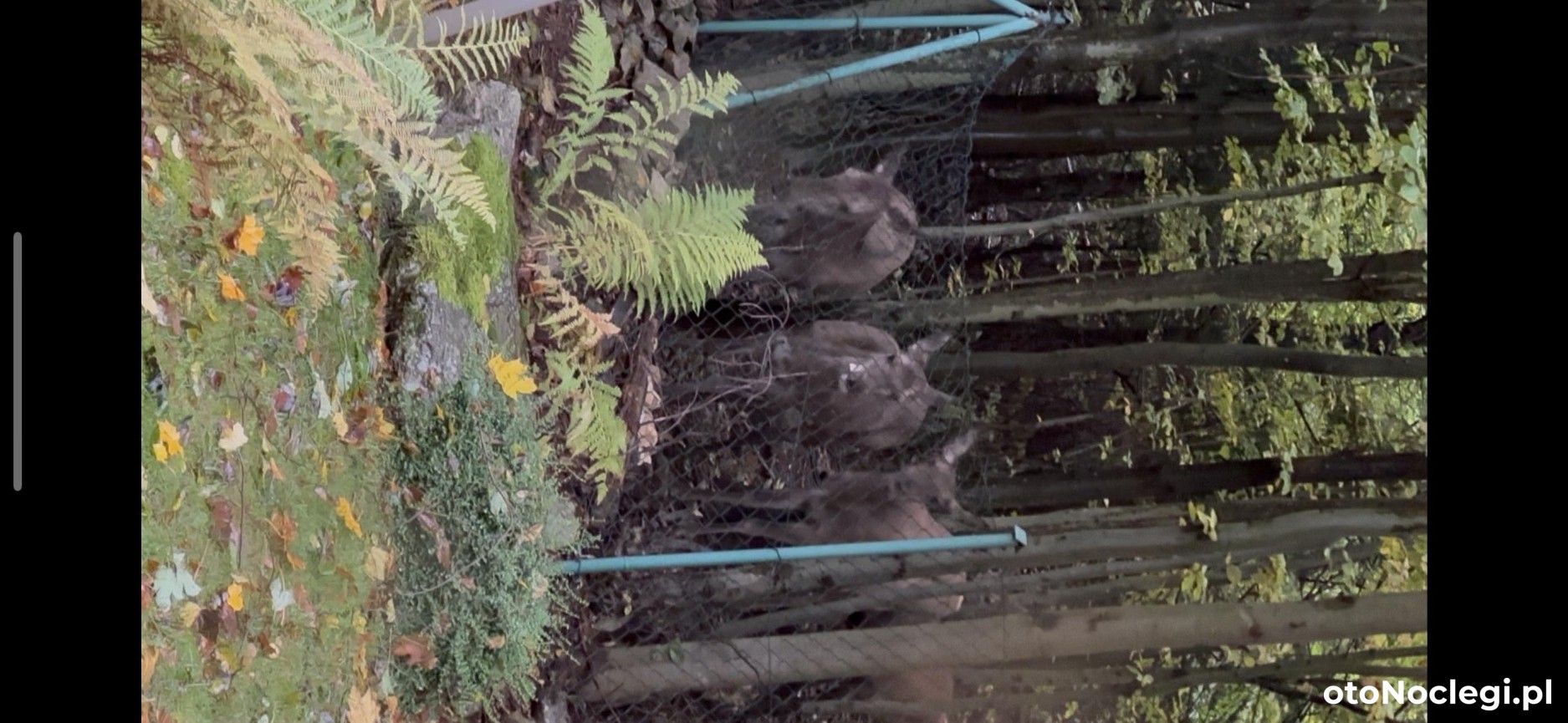 Willa Dom z Bali Szklarska Poręba (9)