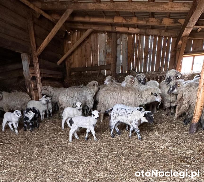 Dom Wypoczynkowy Pod Polanką Korbielów (22)