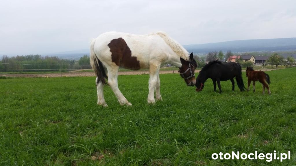 Agroturystyka Stylowy Pokój w Stajni Krajno Zagórze (24)