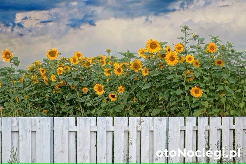 Moja Rewa - domki nad morzem Mosty (17)