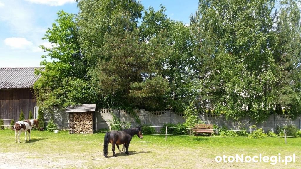 Agroturystyka Stylowy Pokój w Stajni Krajno Zagórze (32)