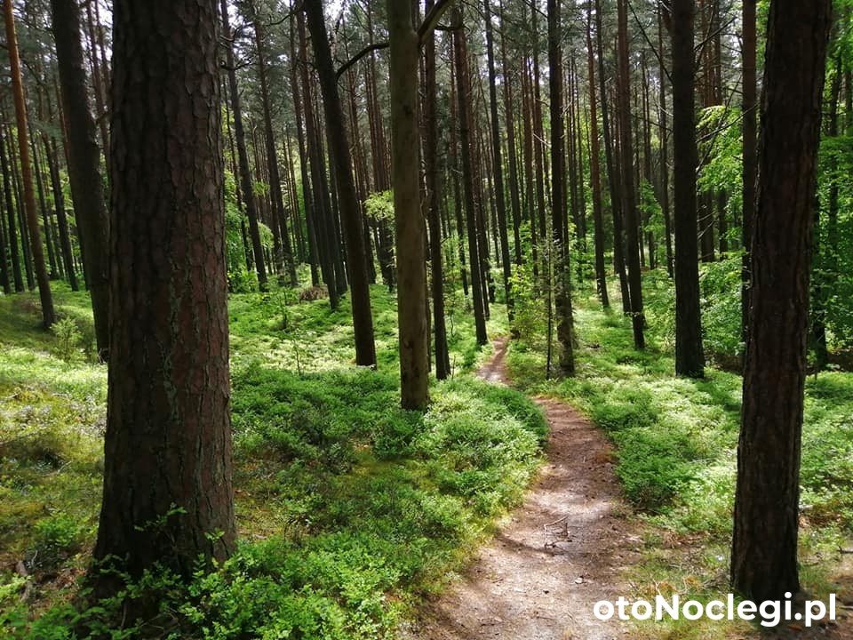 Pokoje Gościnne Przy Lesie Białogóra (5) Pokoje Gościnne Przy Lesie Białogóra (5)