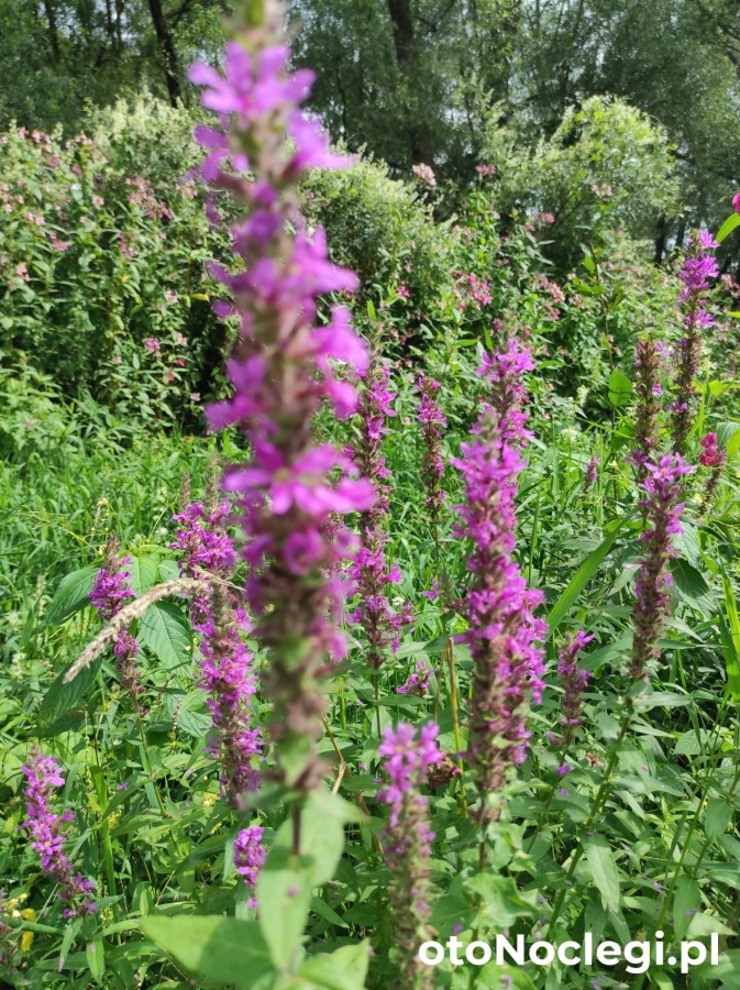 Domki całoroczne Bieszczady Panasiewiczówka Odrzechowa (35)