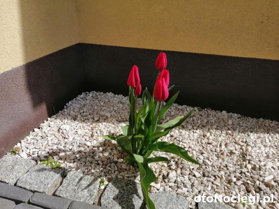 Pokoje Gościnne Przy Lesie Białogóra (12) Pokoje Gościnne Przy Lesie Białogóra (12)