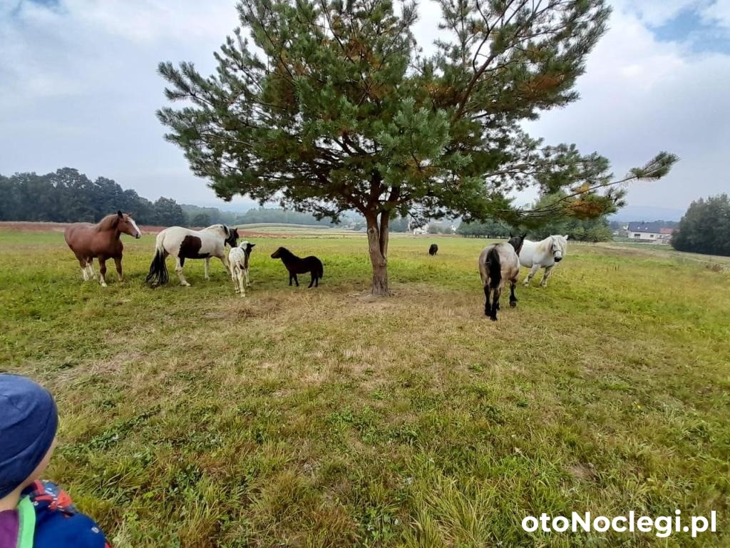Agroturystyka Stylowy Pokój w Stajni Krajno Zagórze (14)