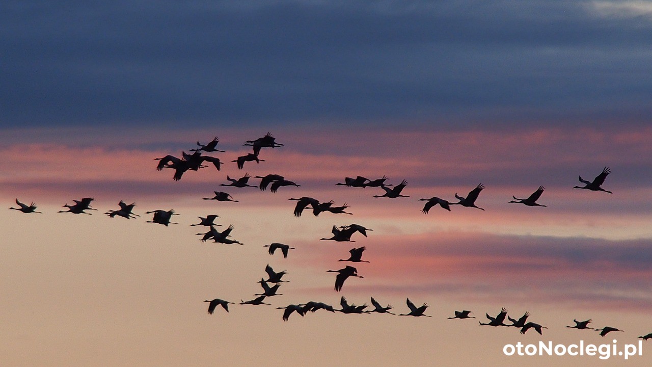 WigSun Domek nad Jeziorem Wigry Suwałki (10)