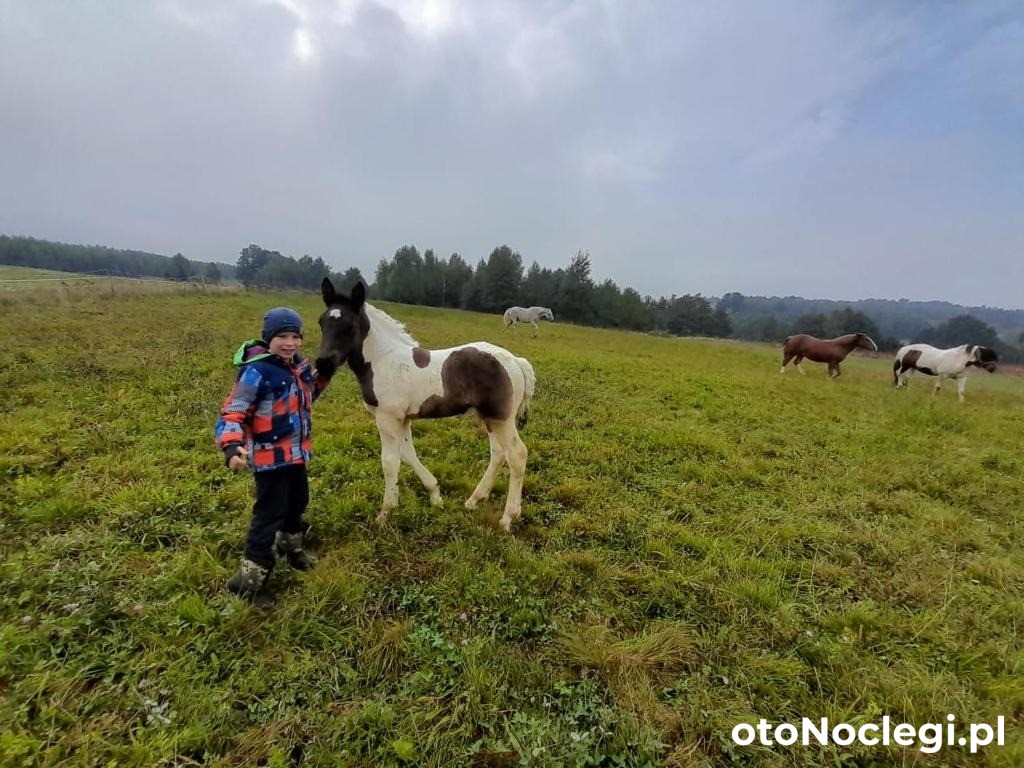 Agroturystyka Stylowy Pokój w Stajni Krajno Zagórze (13)