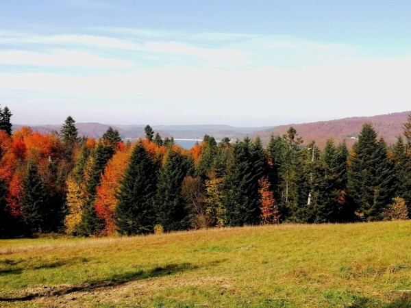 Okoliczne lasy w Słoneczne Wzgórze(Polańczyk) (3)